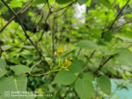 how do native plants conserve water