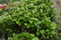 How long does Jasmine bloom and how long does it last