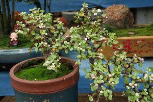 what time ofd day to water herbaceous plants