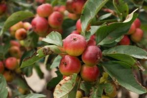 how do i take care of my tomato plant