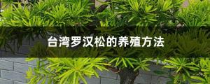 what herbs can you plant together in the same pot