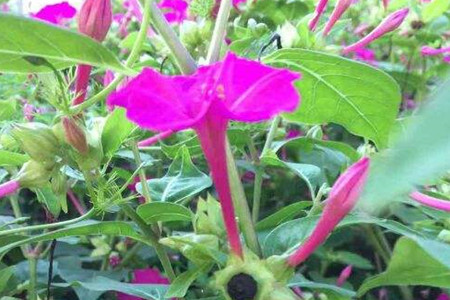 Mirabilis jalapa