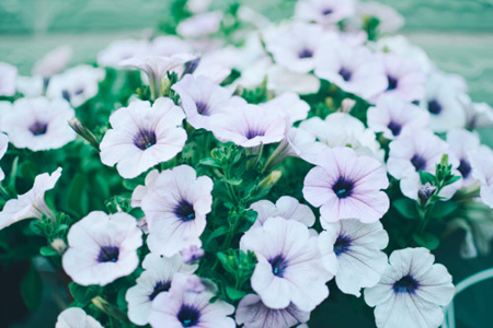 Morning glory
