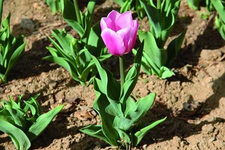 tulips