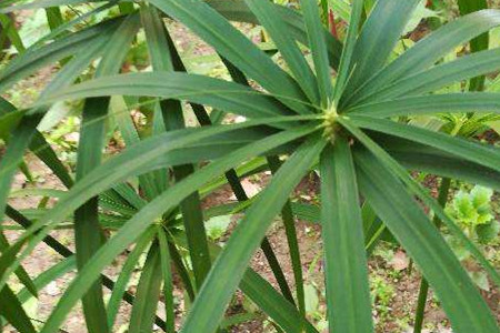 Brown Bamboo