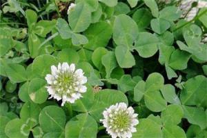 The difference between white clover and alfalfa. Is white clover a four leaf clover