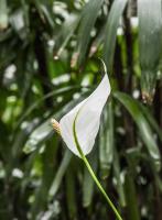 how often to water lucky bamboo plant