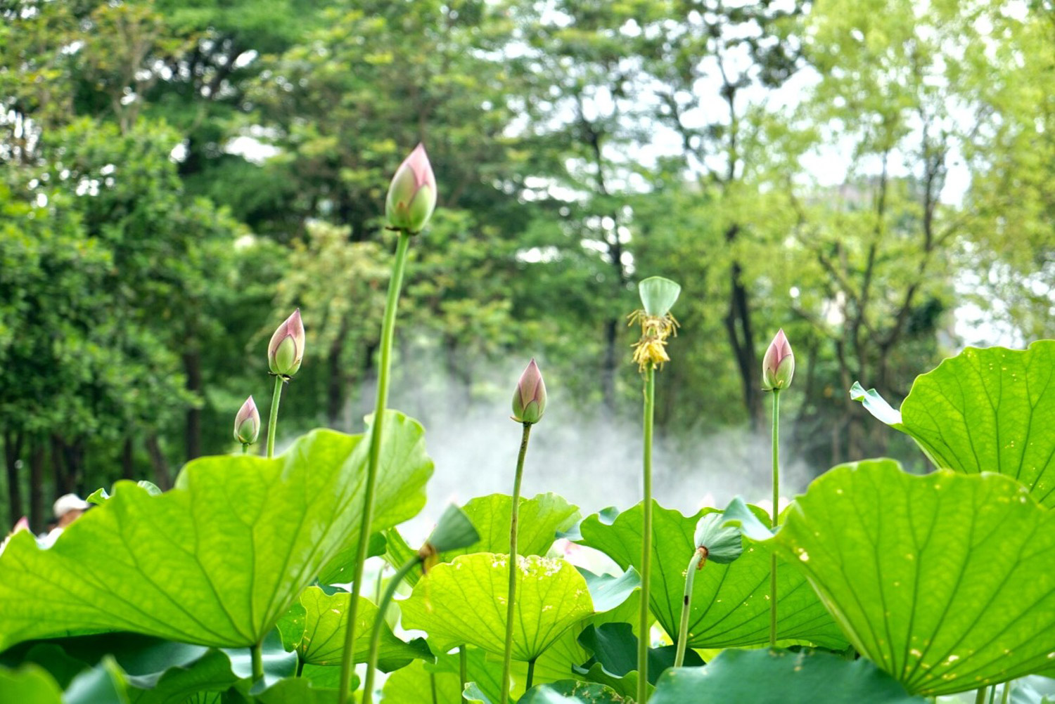 Lotus