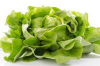 Is lettuce a cruciferous vegetable? How long can potted lettuce be picked
