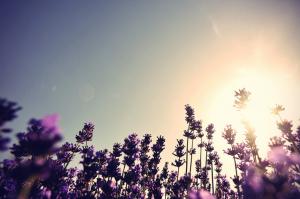 Lavender pruning time and method, what season is lavender pruned