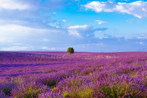 How many kinds of lavender do you have