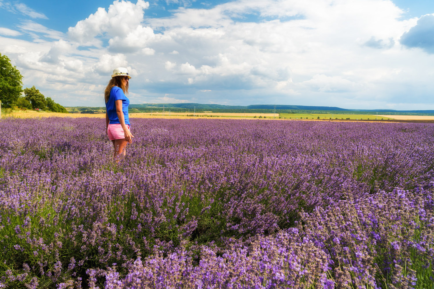 Lavender