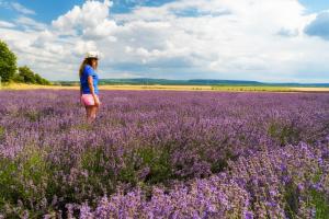 The planting method of lavender cutting, and how long Lavender cutting takes root