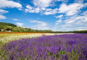 How to change Lavender pots? When does Lavender change pots