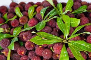 Myrica rubra seedlings bear fruit for several years