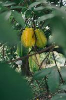 how long for tomato plant to bear fruit