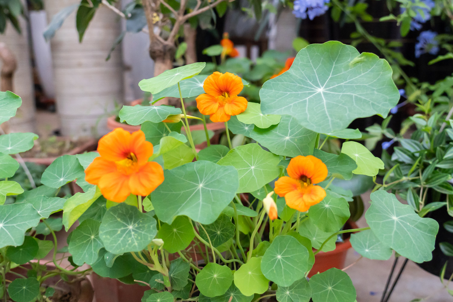 garden nasturtium