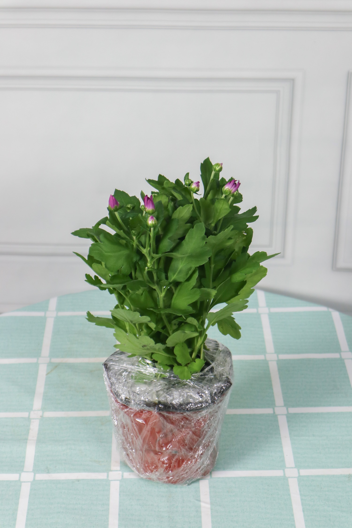 Chrysanthemum
