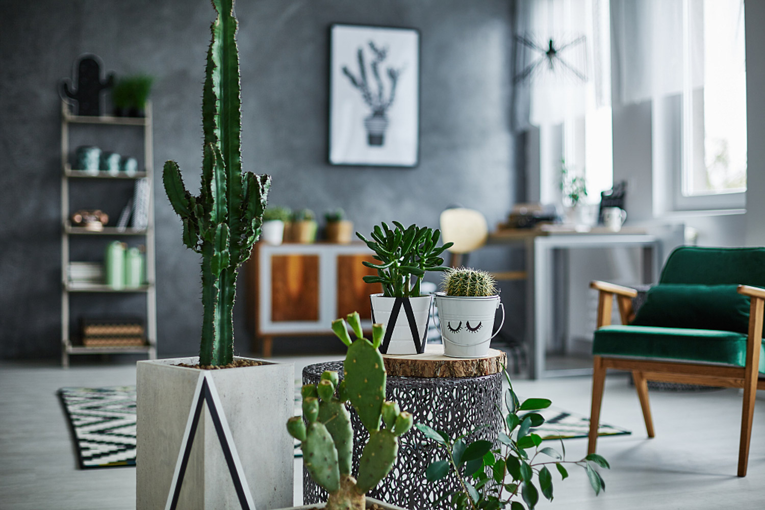 flowers and plants