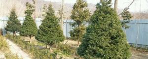 how to plant star fragment trees acnh