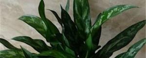 how do you water an air plant