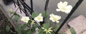 how far from wall should i plant citrus trees