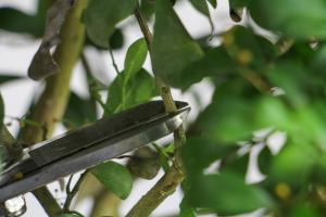 how to plant american hazelnut trees