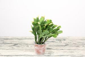 how do you use coffee grounds in a potted plant