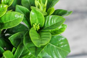 how often should you use miracle grow on potted plants