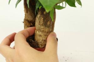 when to plant a tricolor beech tree