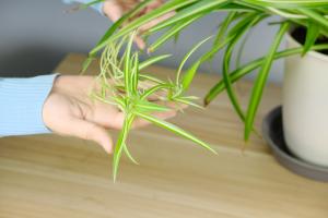 what kind of resources plants and trees are