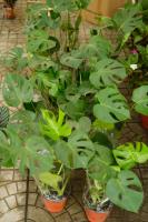 how often to water a snow pea plant