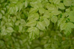 how long is a pot plants flowering stage