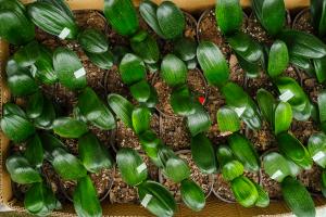 Can potassium dihydrogen phosphate be used for the maintenance of Clivia seedlings in winter