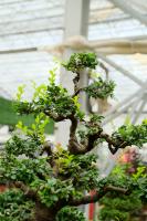 when to prune big leaves on pot plant