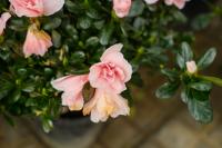 How does Rhododendron lose its leaves and how to remedy it
