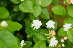 can you grow taro plant in a water environment