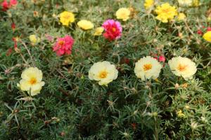 how do you revive tomato plants after frost