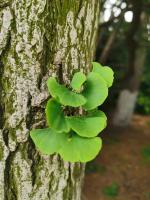 how far apart should you plant autumn blaze maple trees