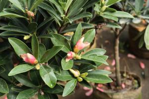 how do you disinfect plastic plant pots with vinegar