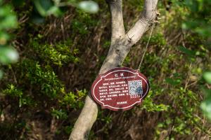 how do you build a water basin for plants