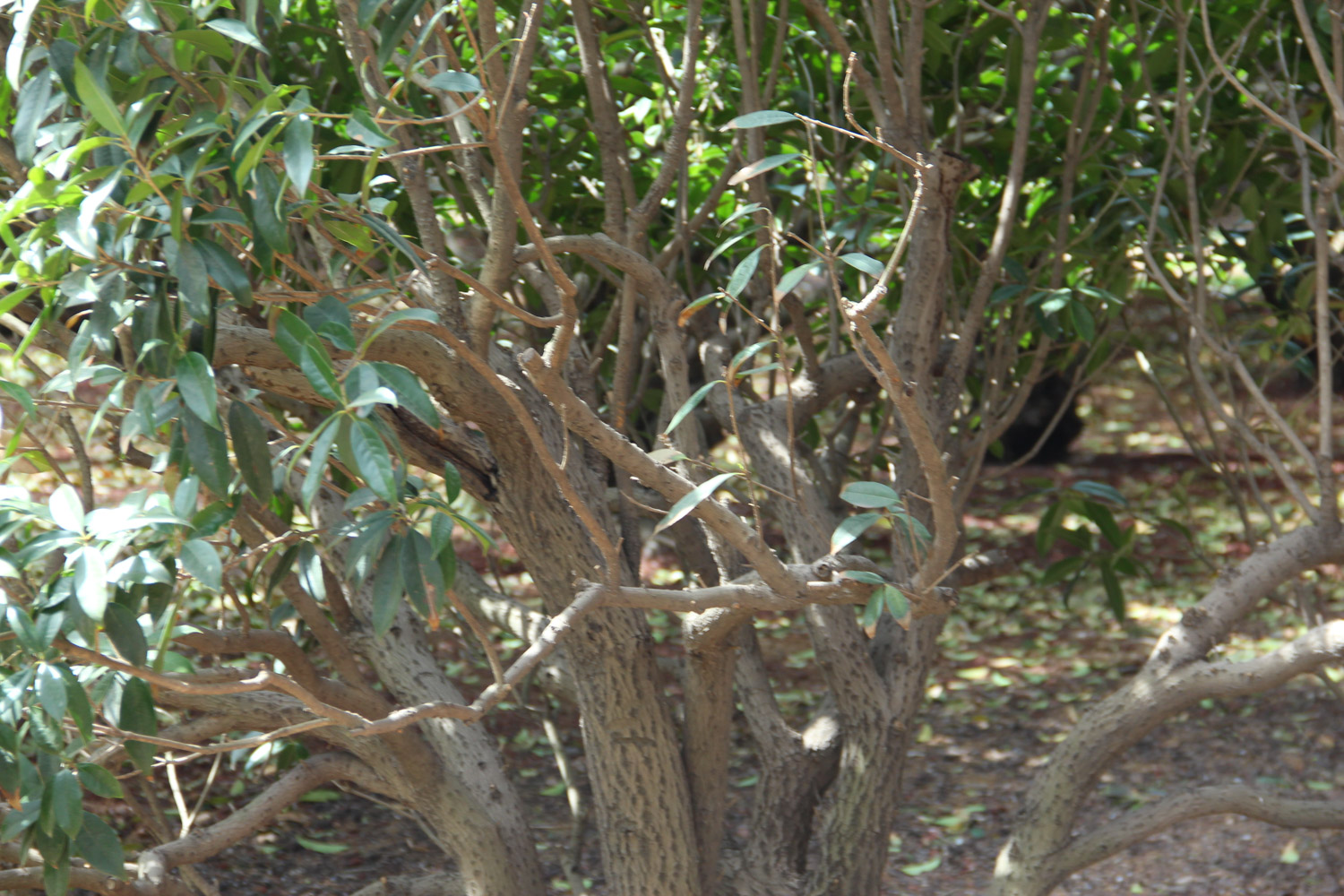 sweet-scented osmanthus