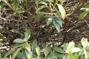 how to remove caterpillars from tomato plants