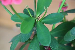 is washing machine water good for plants
