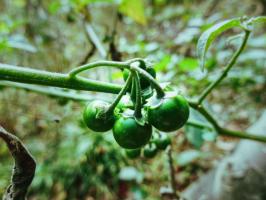 Cultivation method of Solanum nigrum