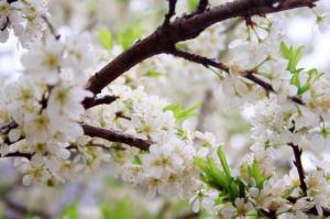 how late in the year can you plant trees