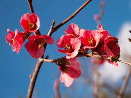how to prepare soil to plant fruit trees