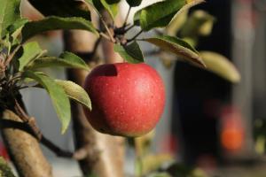 how to plant and care for palestine sweet lime tree