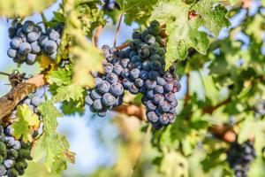 can you plant purple russian tomatoes in the summer