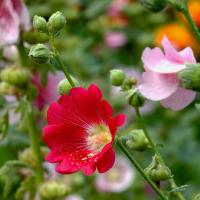 how many seeds to plant tomatoes